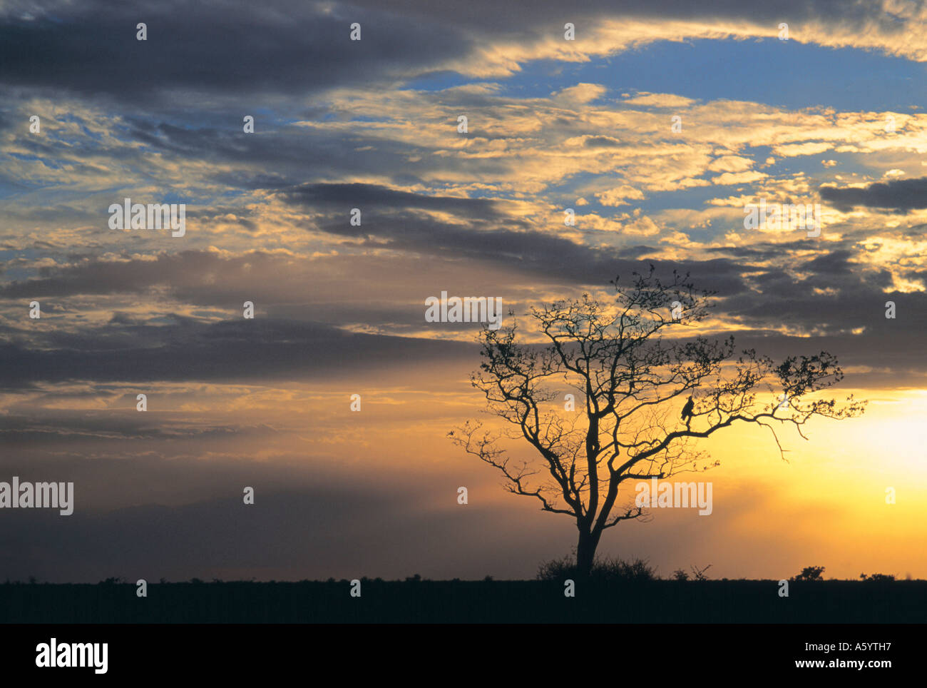 Silhouette di un albero con tramonto in background, Krueger National Park, Sud Africa Foto Stock