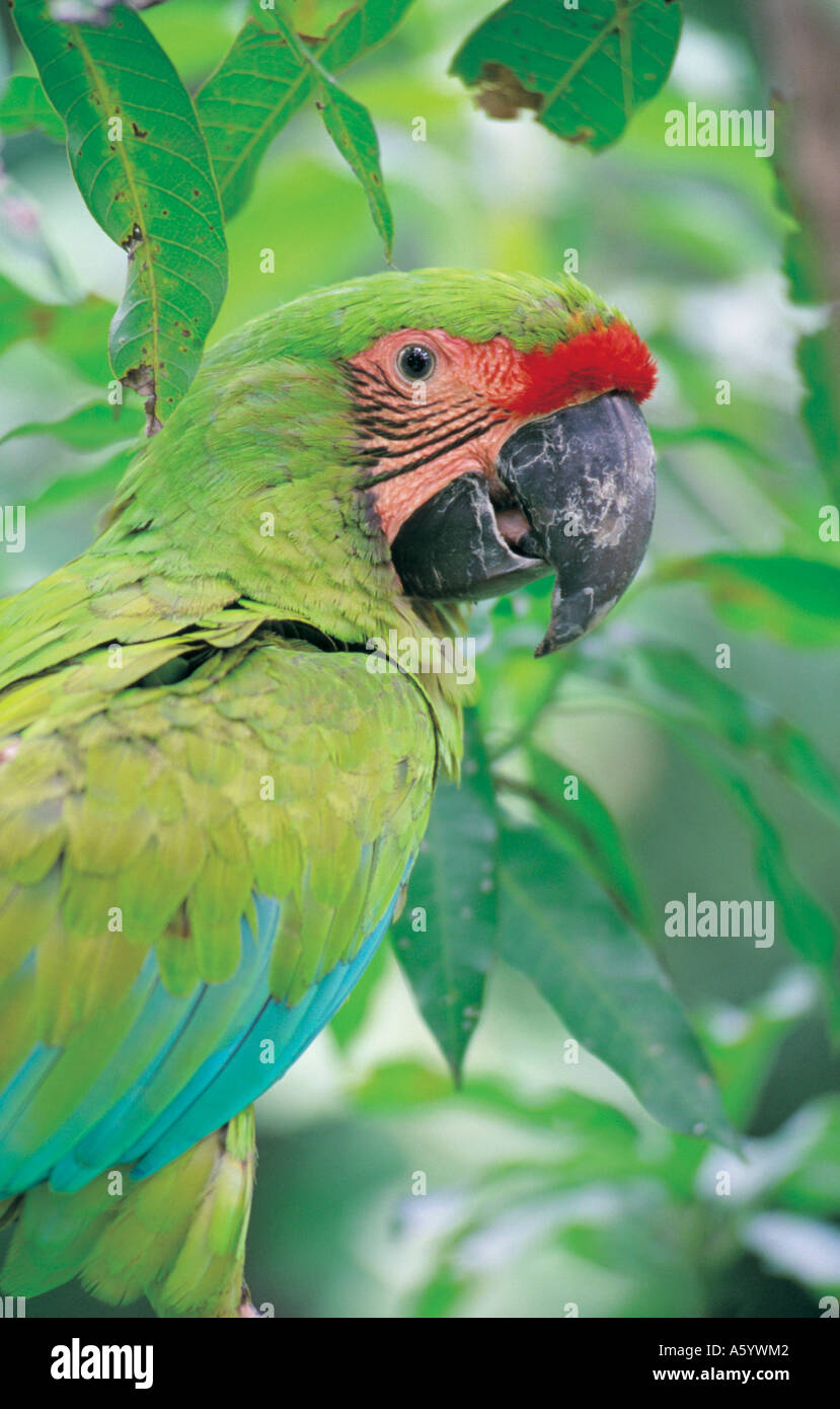 Close-up di Grande Green Macaw (Ara ambigua), San Jose Provincia, Costa Rica Foto Stock