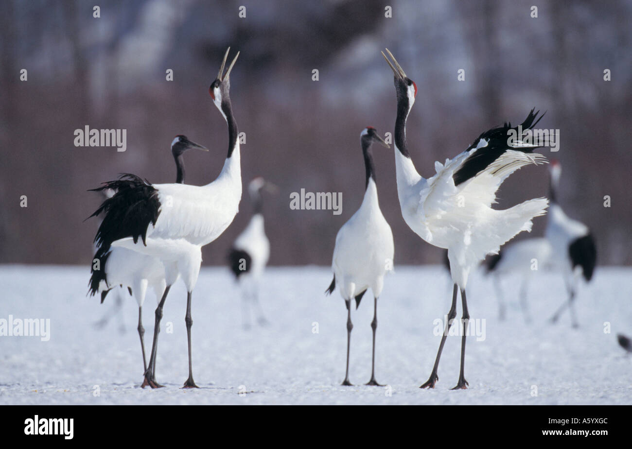 Gru giapponese (Grus japonensis) gli uccelli sul paesaggio snowcovered, Shitsigen Kushiro National Park, Hokkaido, Giappone Foto Stock