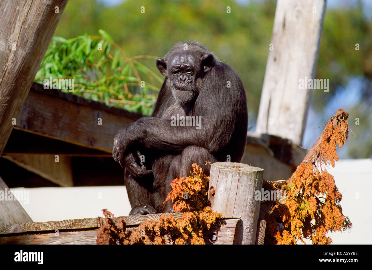 Uno scimpanzé ape con espressione quizzical seduta in San Francisco Zoo California USA Foto Stock