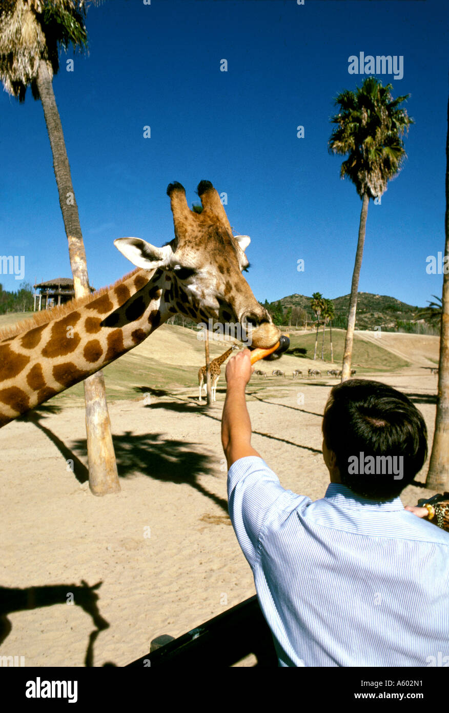California di San Diego la Giraffa a Wild Animal Park Foto Stock