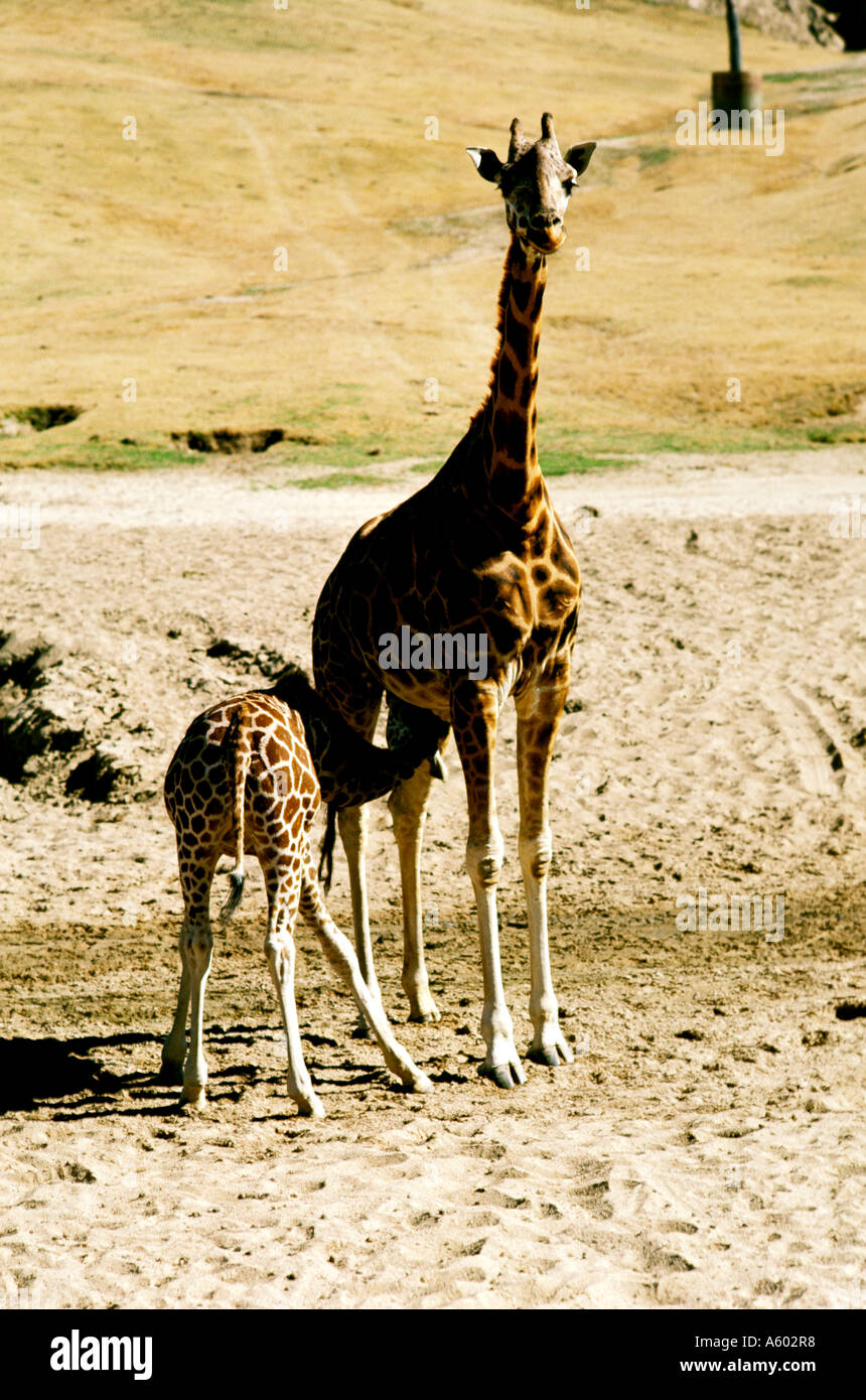 California di San Diego Wild Animal Park giraffa camelopardalis giraffa Foto Stock