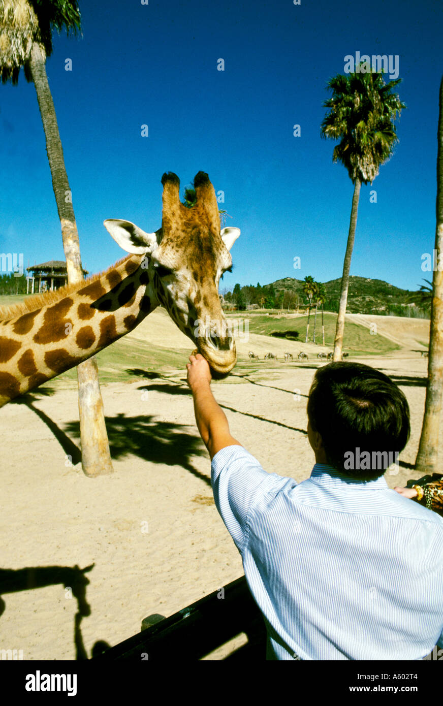 California di San Diego Wild Animal Park giraffa camelopardalis giraffa Foto Stock