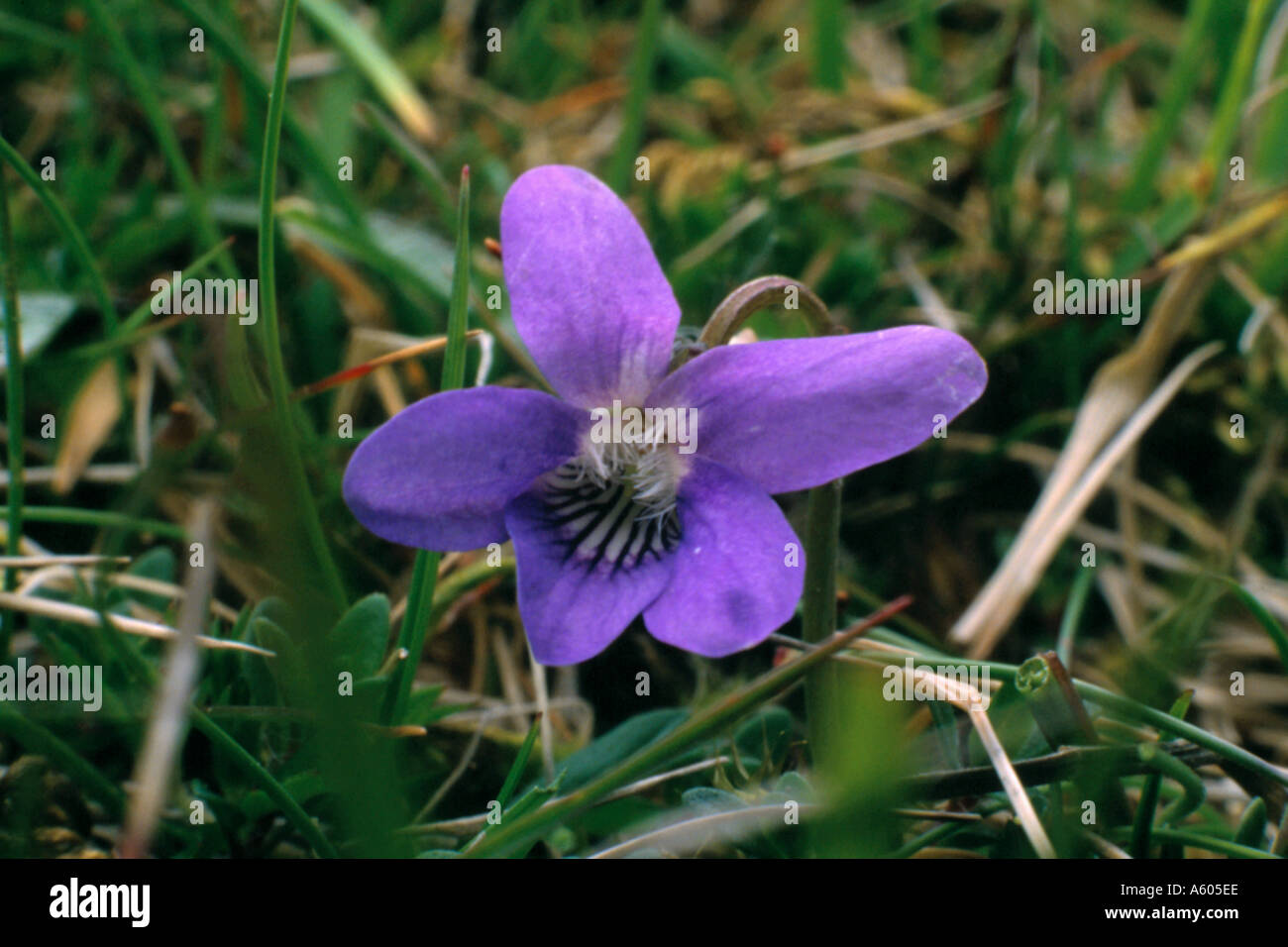 Teesdale viola (Viola rupestris), Superiore Teesdale, County Durham, Inghilterra, Regno Unito. Foto Stock