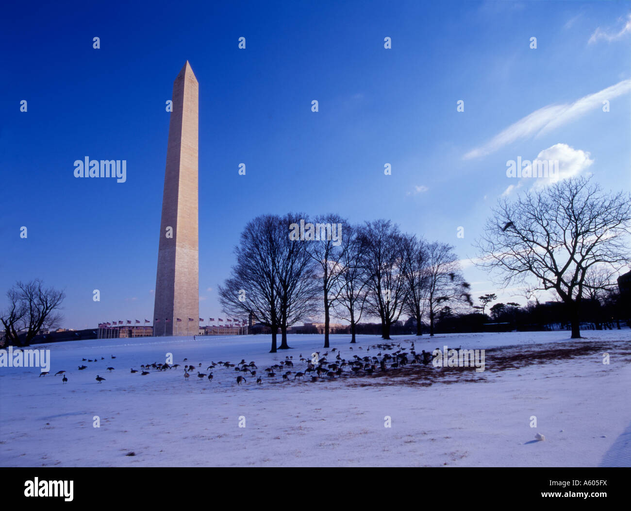 Oche feed in un paesaggi innevati di fronte al monumento di Washington, Washington DC Foto Stock