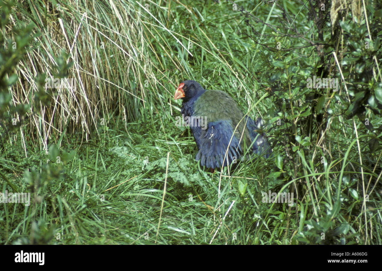 Takahe Notornis mantelli piedi tra vegetazione Nuova Zelanda Foto Stock