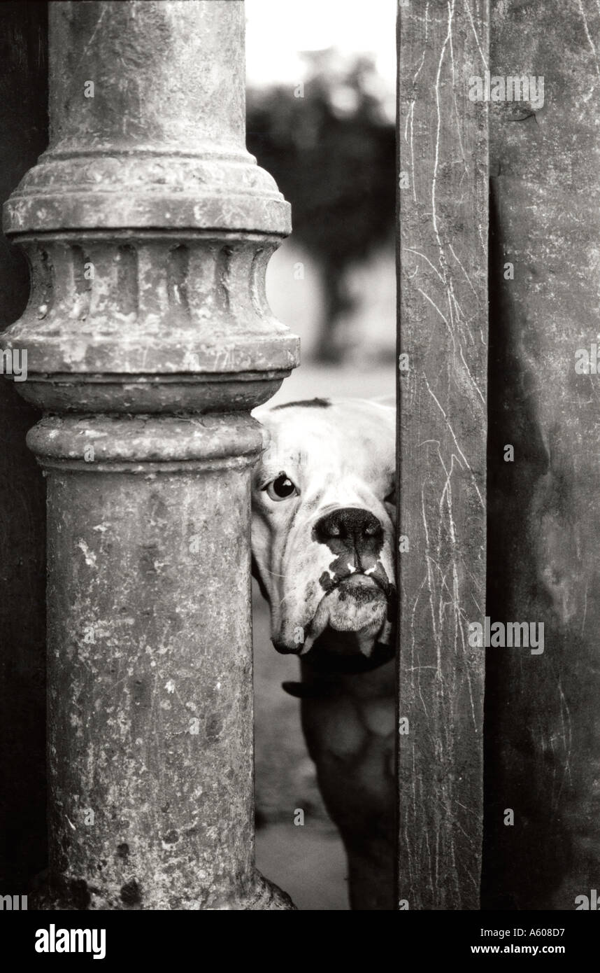 Cane bianco in piedi dietro un cancello guardando al di fuori Foto Stock