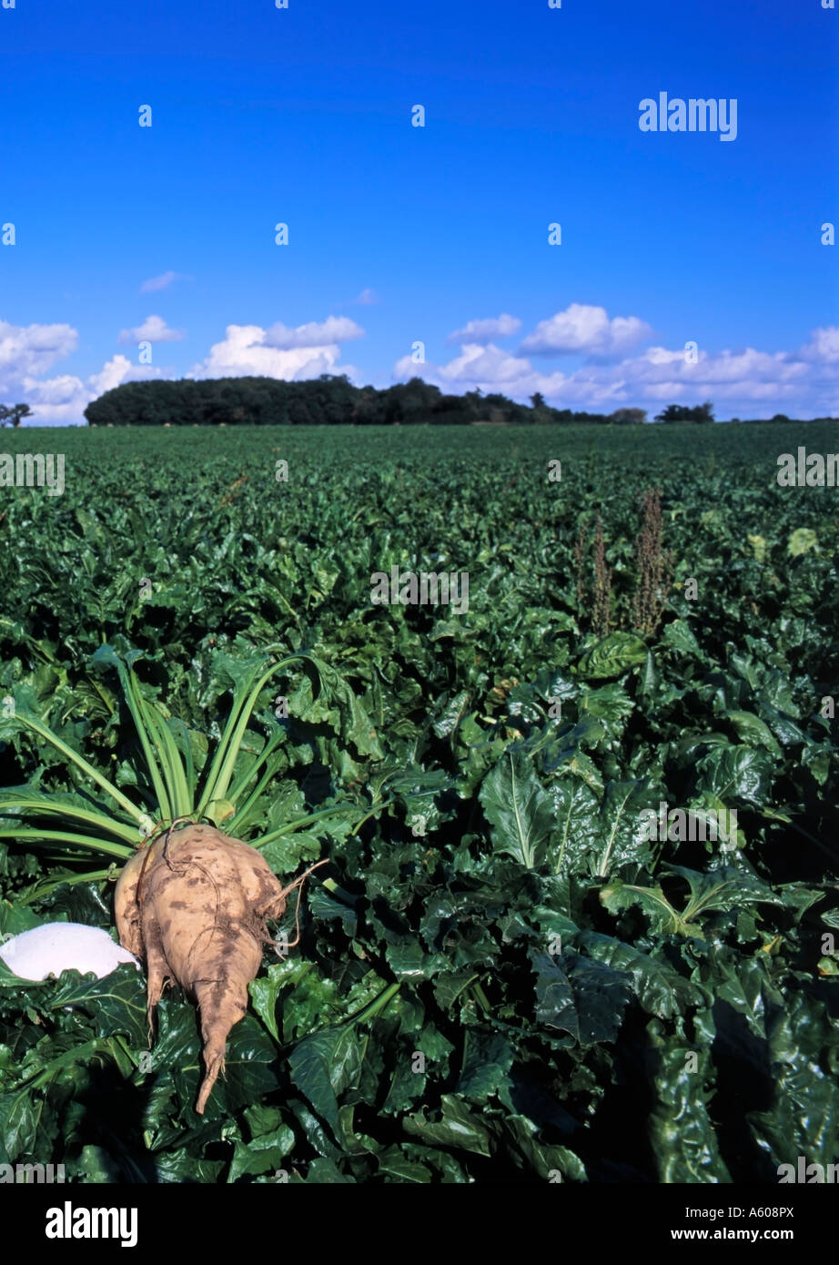 Barbabietola da zucchero radice accanto zucchero bianco raffinato, campo di barbabietola da zucchero, Norfolk Inghilterra, Regno Unito Foto Stock