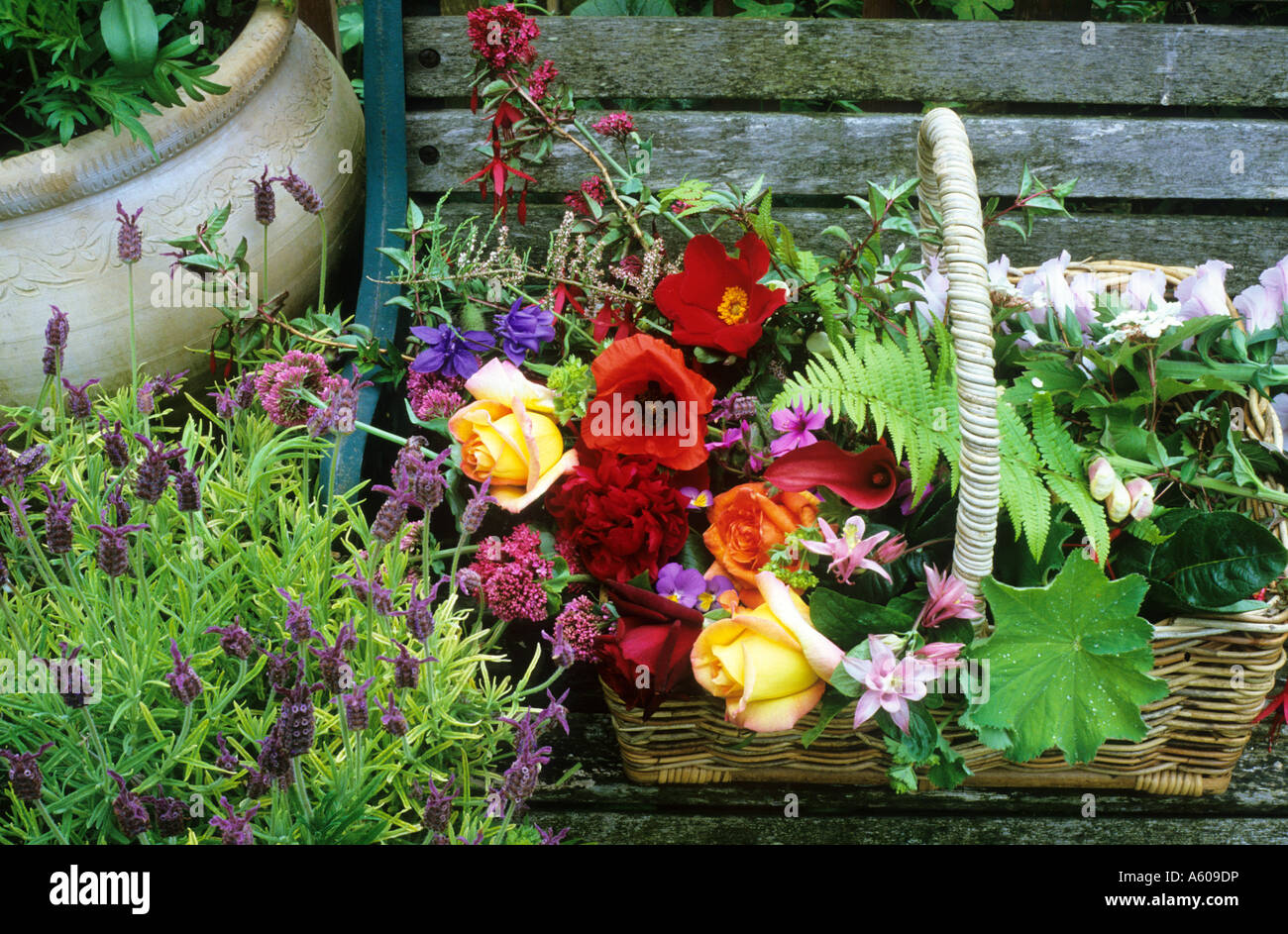 Cottage panchina da giardino cesto di fiori di lavanda Foto Stock