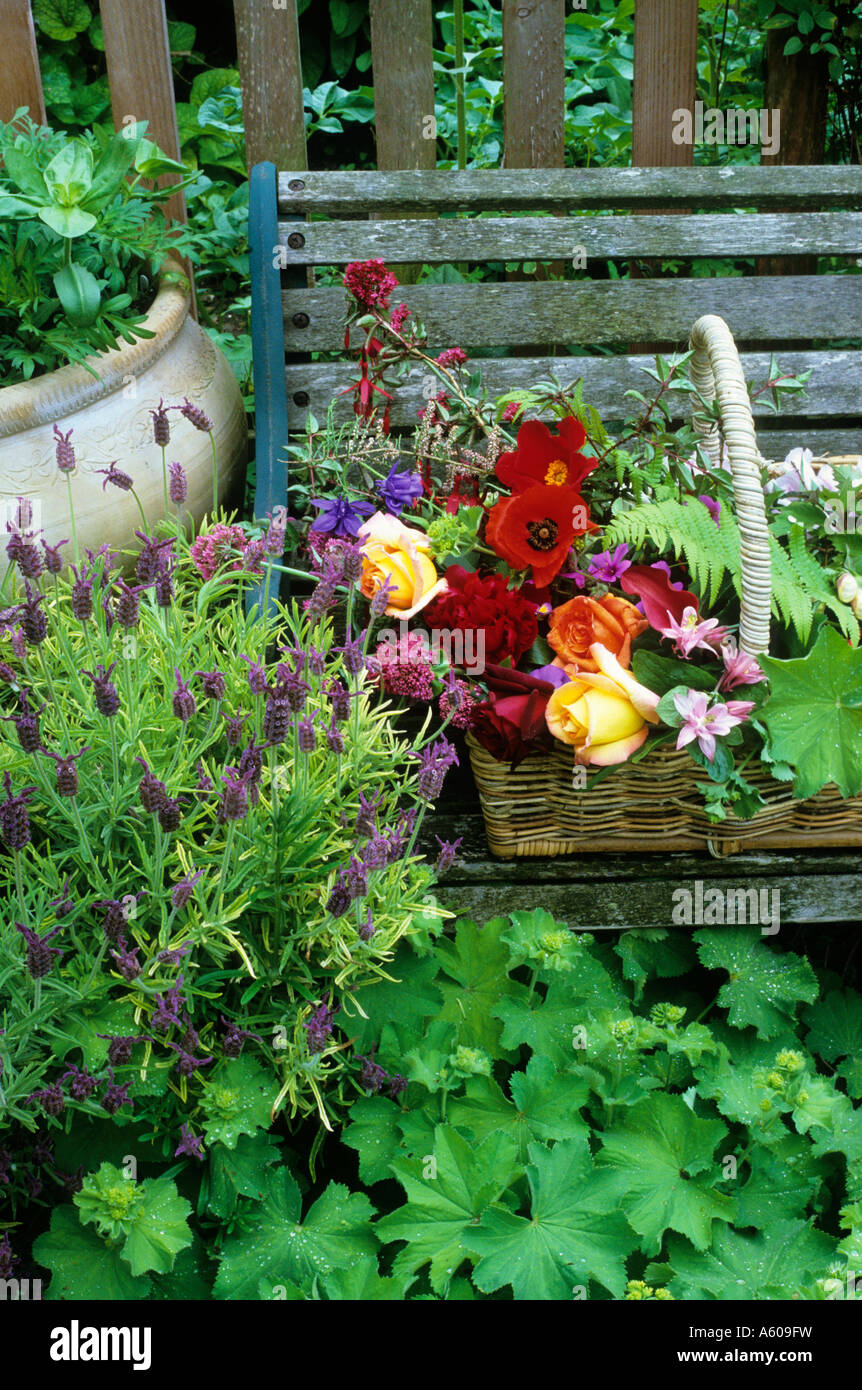 Cottage panchina da giardino cesto di fiori di lavanda rose alchemilla mollis Foto Stock