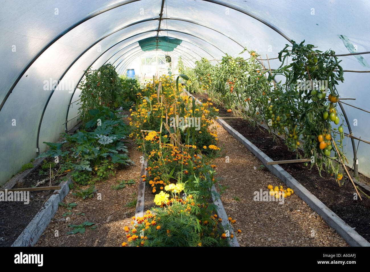 Pomodori che crescono in un polytunnel francese con le calendule cresciuto come compagno di piante per incoraggiare l'impollinazione e decoy parassiti Foto Stock