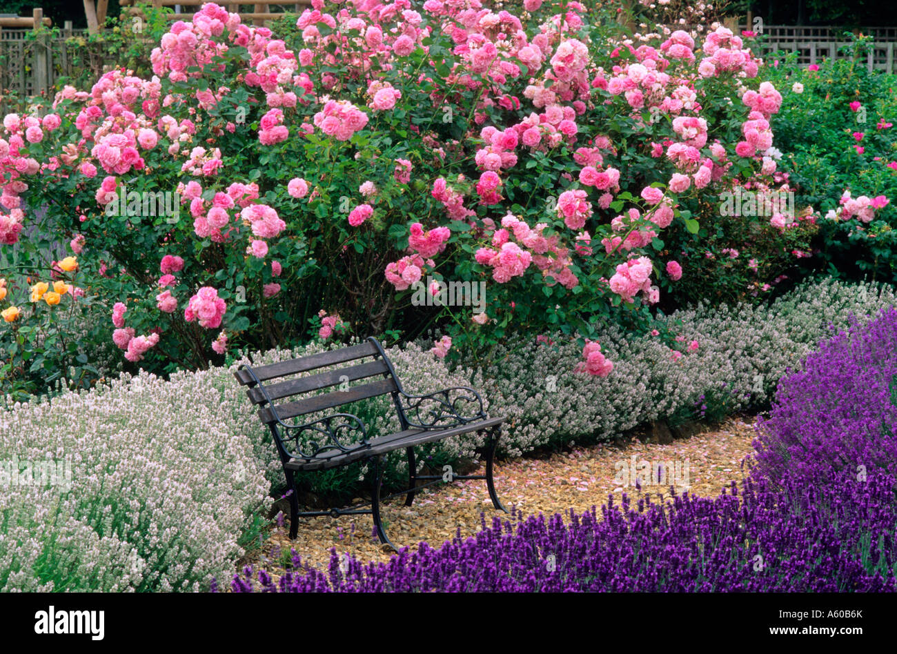 Lavandula angustifolia 'Imperial Gem', 'Dwarf bianca", Rosa " Lavanda Lassie', rosa fiori viola combinazione, fragrante, giardino Foto Stock