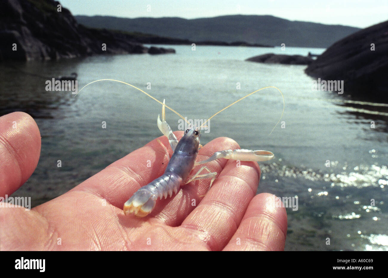 Baby aragosta allevamento allevati in captivityat Ardtoe ricerca della pesca Stabilimento Scozia Scotland Foto Stock