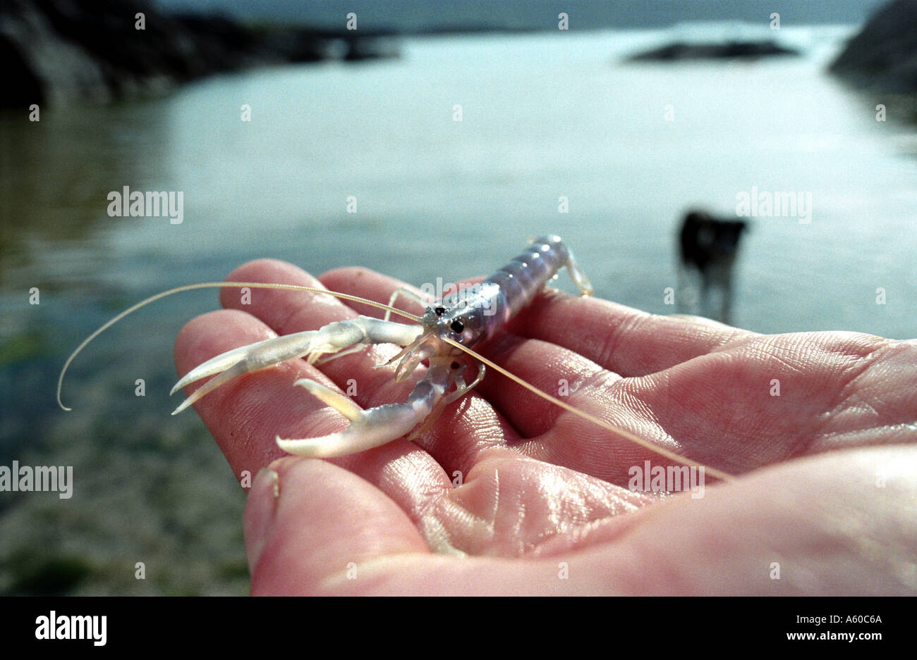 Baby aragosta di allevamento in cattività a Ardtoe ricerca della pesca Stabilimento Scozia Scotland Foto Stock