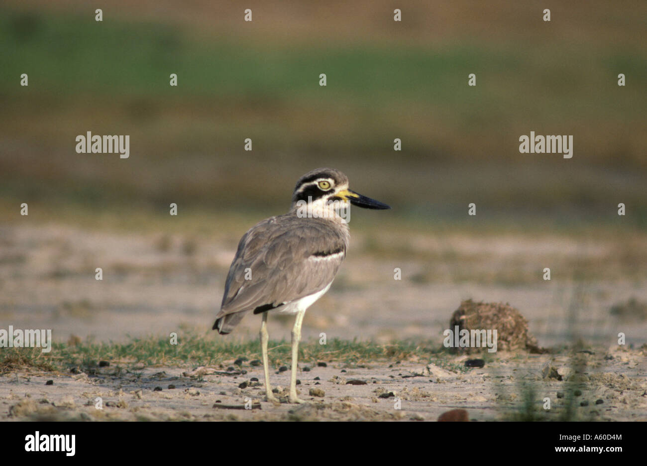 Great Sand Plover Esacus magnirostris Foto Stock