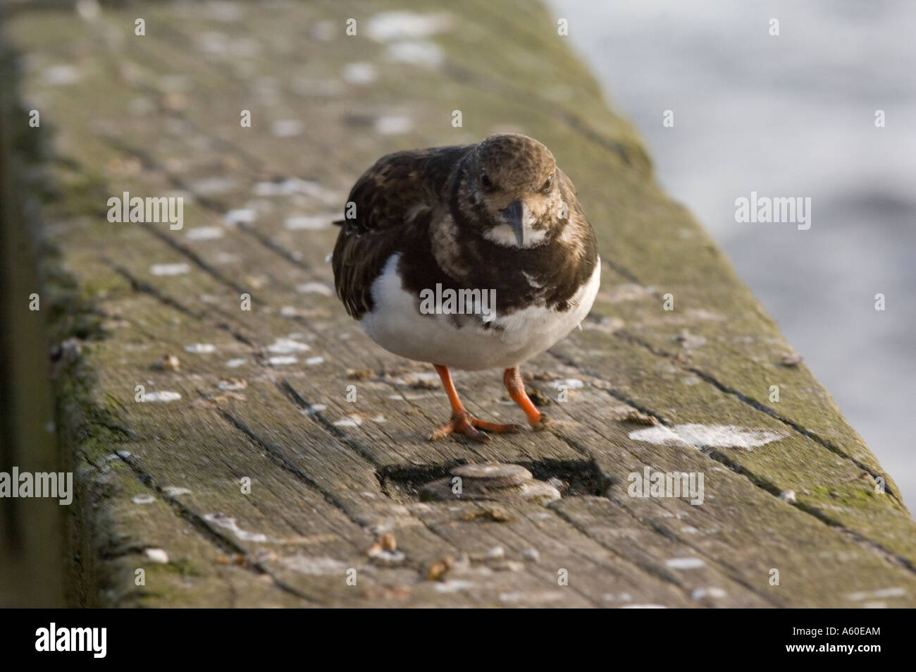 Turnstone (Arenaria interpres) con un piede Foto Stock