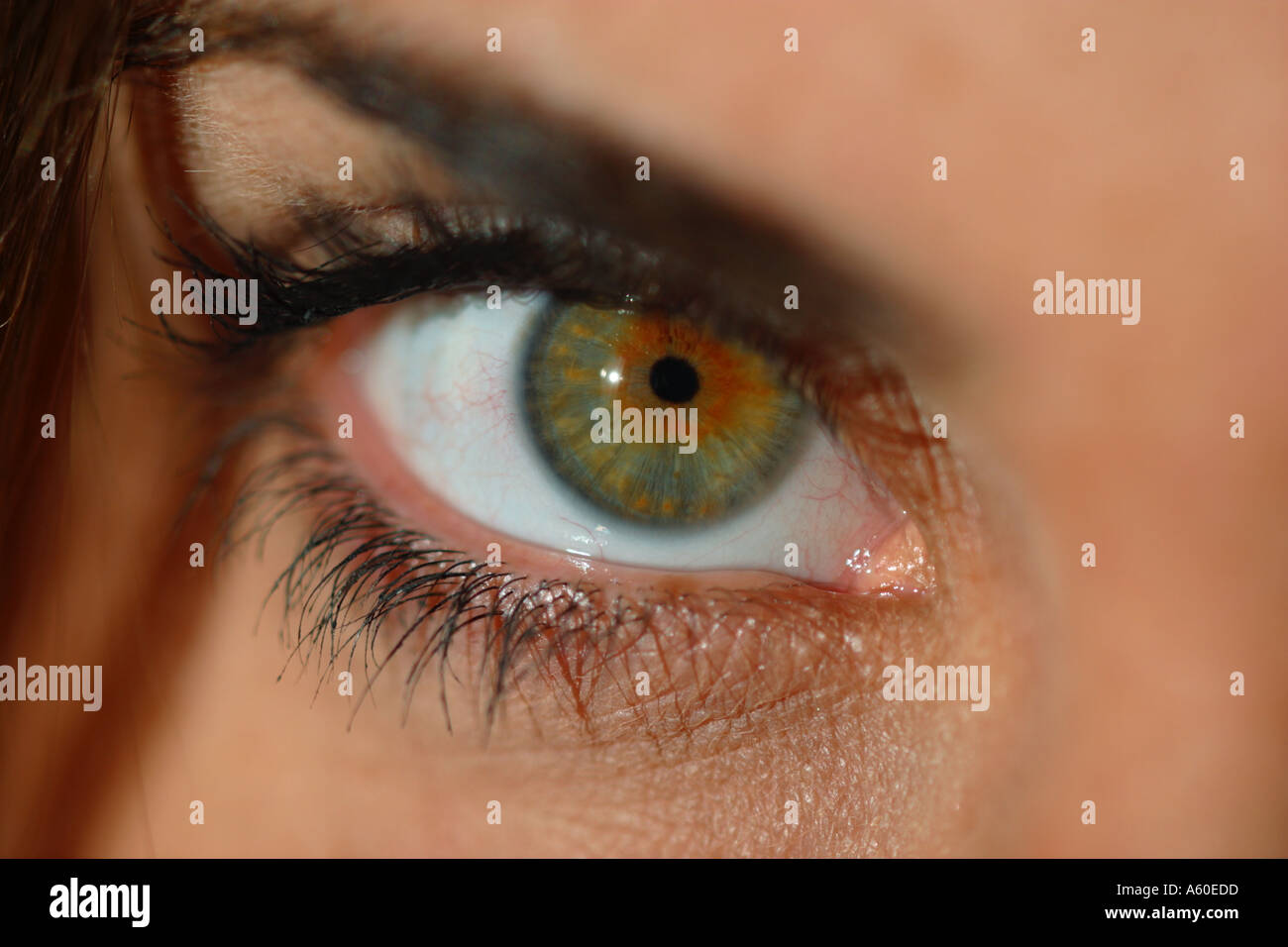 Donna s Eye Macro Close Up Foto Stock