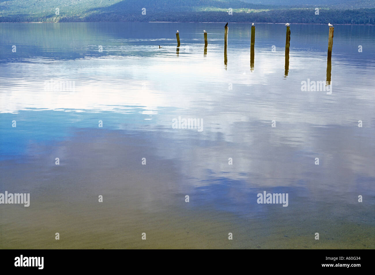 Gli uccelli in appoggio su posti fuori del Lago Te Anau Isola del Sud della Nuova Zelanda Foto Stock