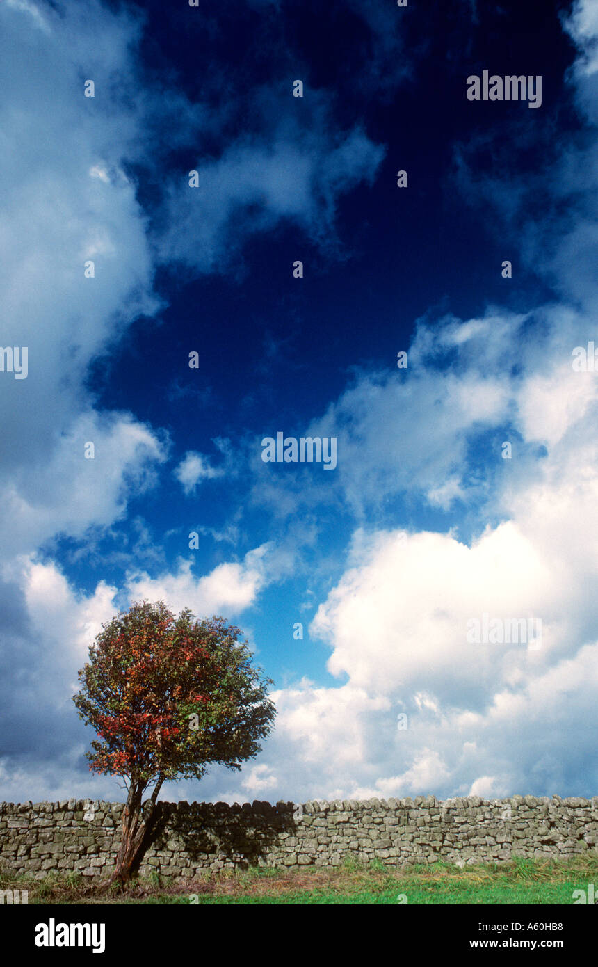 Cielo di autunno Tree passando al colore di autunno a secco con muro di pietra e drammatico cielo dietro il North Yorkshire England Regno Unito Foto Stock