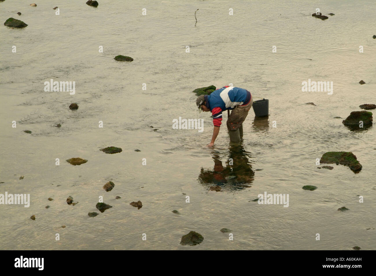 Il Cockle raccoglitrice in Ria Formosa, Algarve Foto Stock