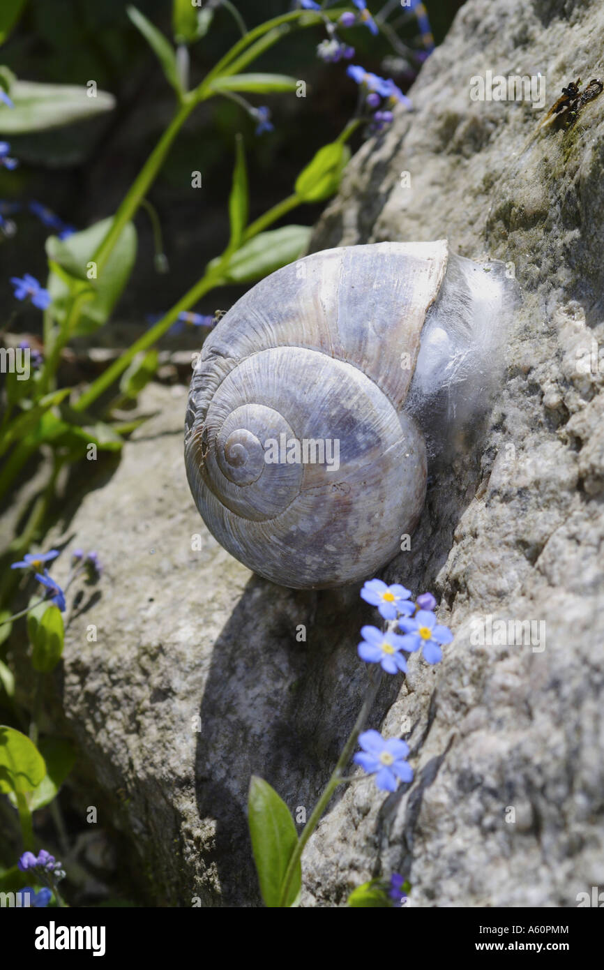 Turskish lumaca (Helix lucorum taurica), estivation ad una pietra tra dimenticare-me-non, Turchia, Schwarzmeerkueste, Trabzon Foto Stock