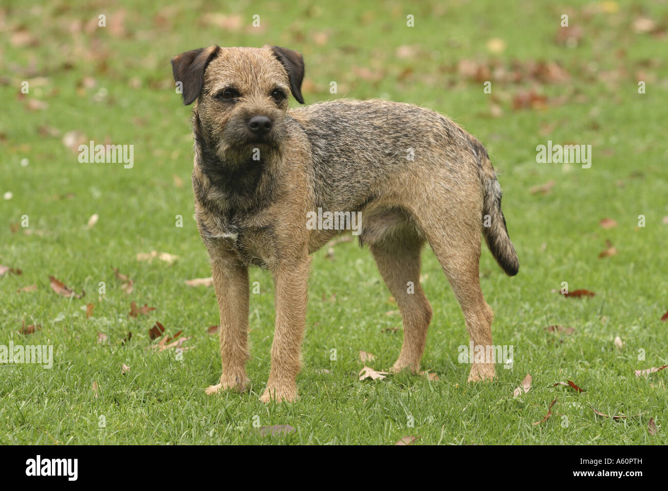 Border Terrier (Canis lupus f. familiaris), in piedi sul prato Foto Stock