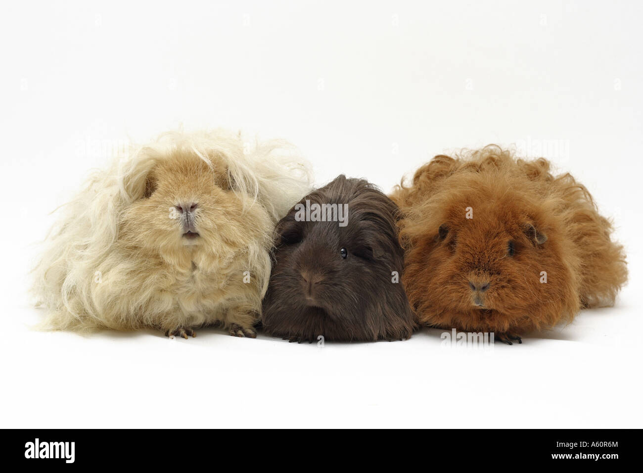 Guinea domestico maiale (cavia aperea f. porcellus), tre gare fianco a fianco, da sinistra a destra: Alpaka, Sheltie Texel e Foto Stock