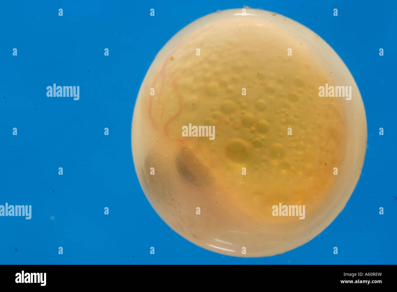 American trota di lago, grande trota di lago, trota di lago (Salvelinus namaycush), a base di uova Foto Stock