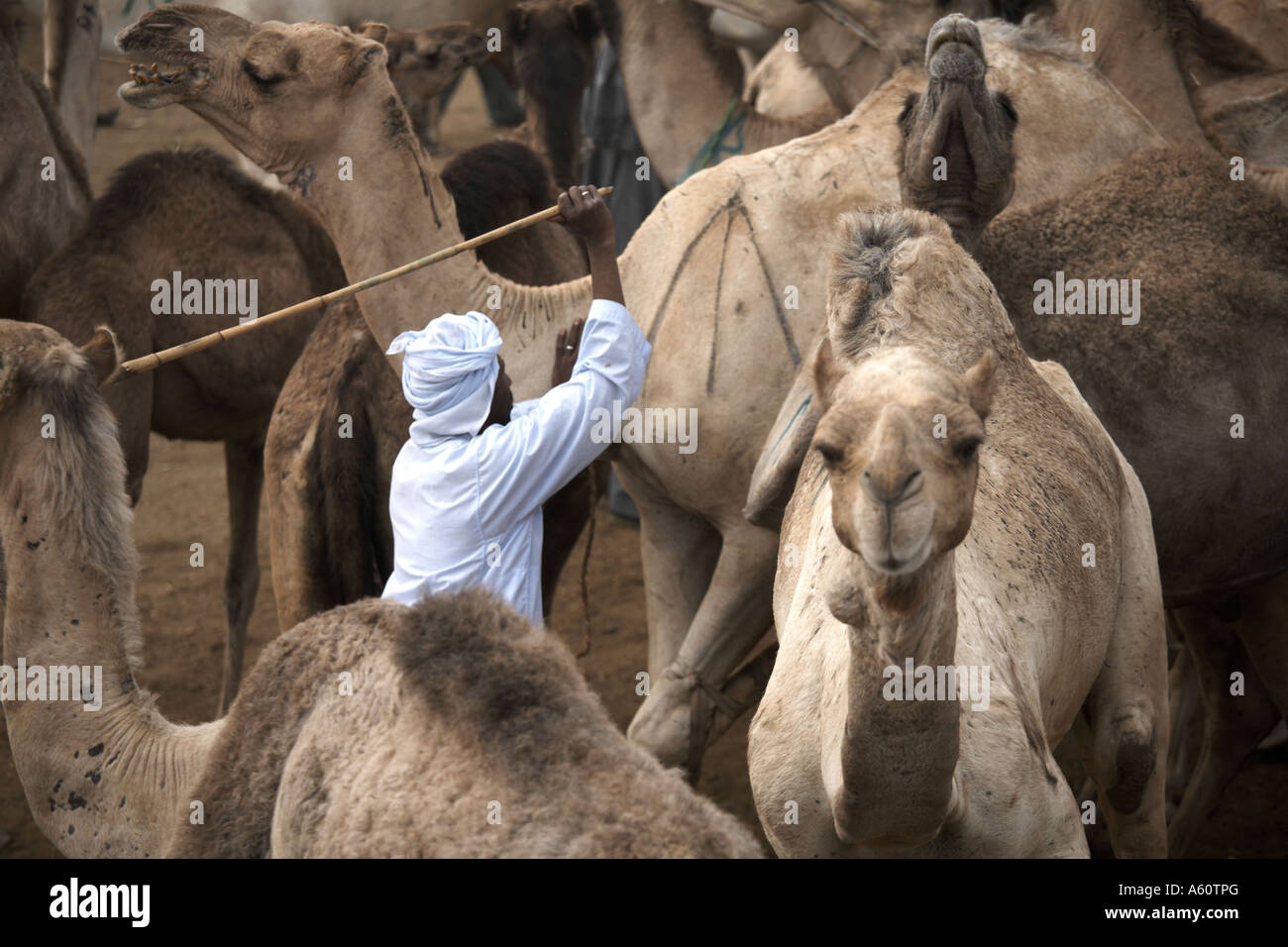 Birqash mercato di cammelli, Egitto, Africa Foto Stock