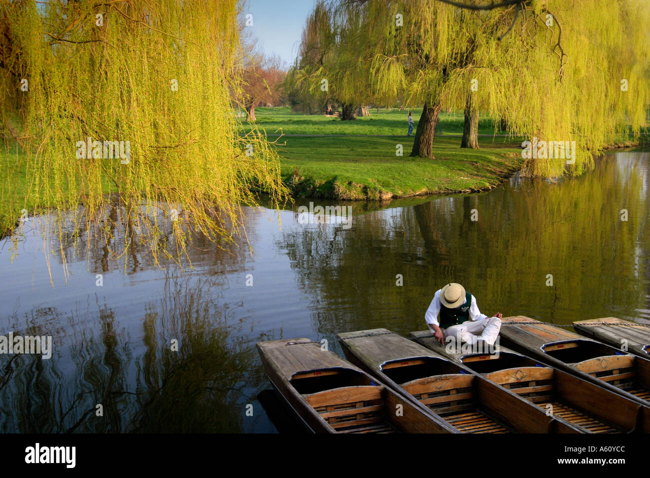 Lungo il fiume Cam sterline sotto i salici piangenti, Cambridge Inghilterra England Foto Stock