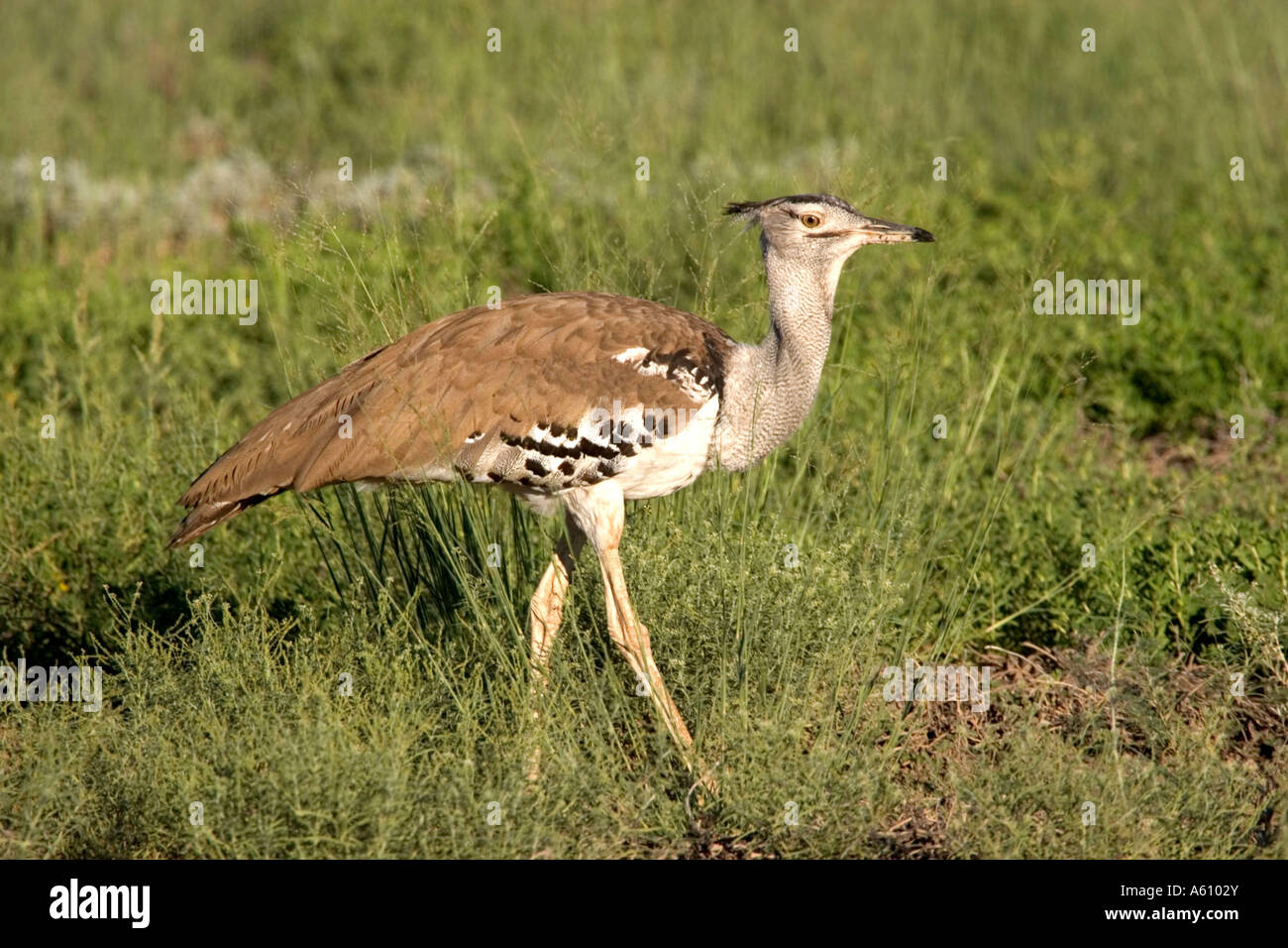 Kori bustard (Ardeotis kori), passeggiate, Sud Africa Foto Stock