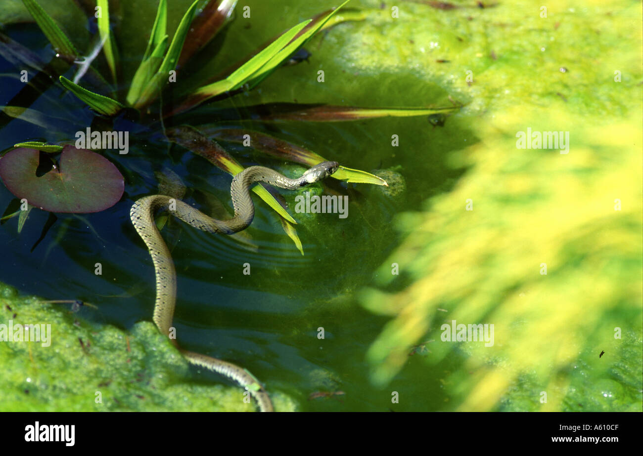 Biscia la caccia nel laghetto in giardino per le rane Shropshire Foto Stock