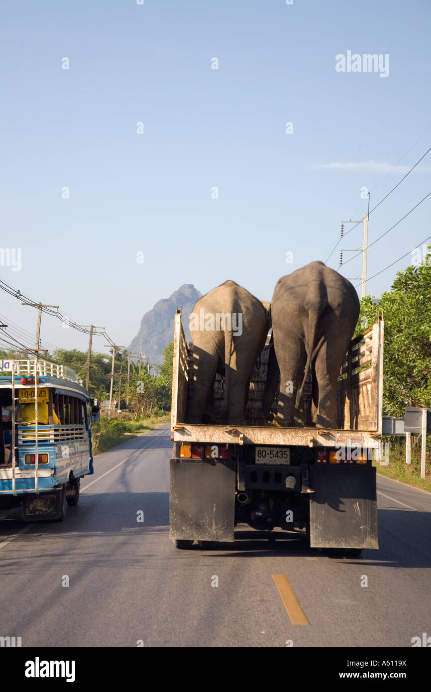 Elefanti asiatici in via di estinzione trasportati in camion e in sorpasso  su strada per Phuket; trasporto di animali nella provincia di Krabi,  Thailandia Foto stock - Alamy