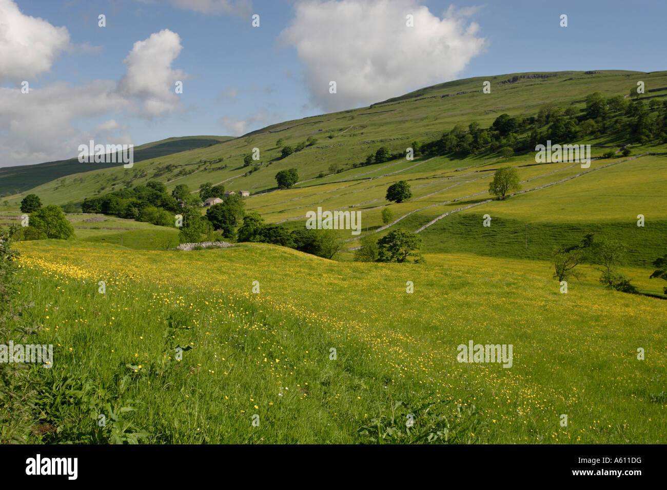 Estate, prati in Wharfedale, Yorkshire Dales National Park Foto Stock