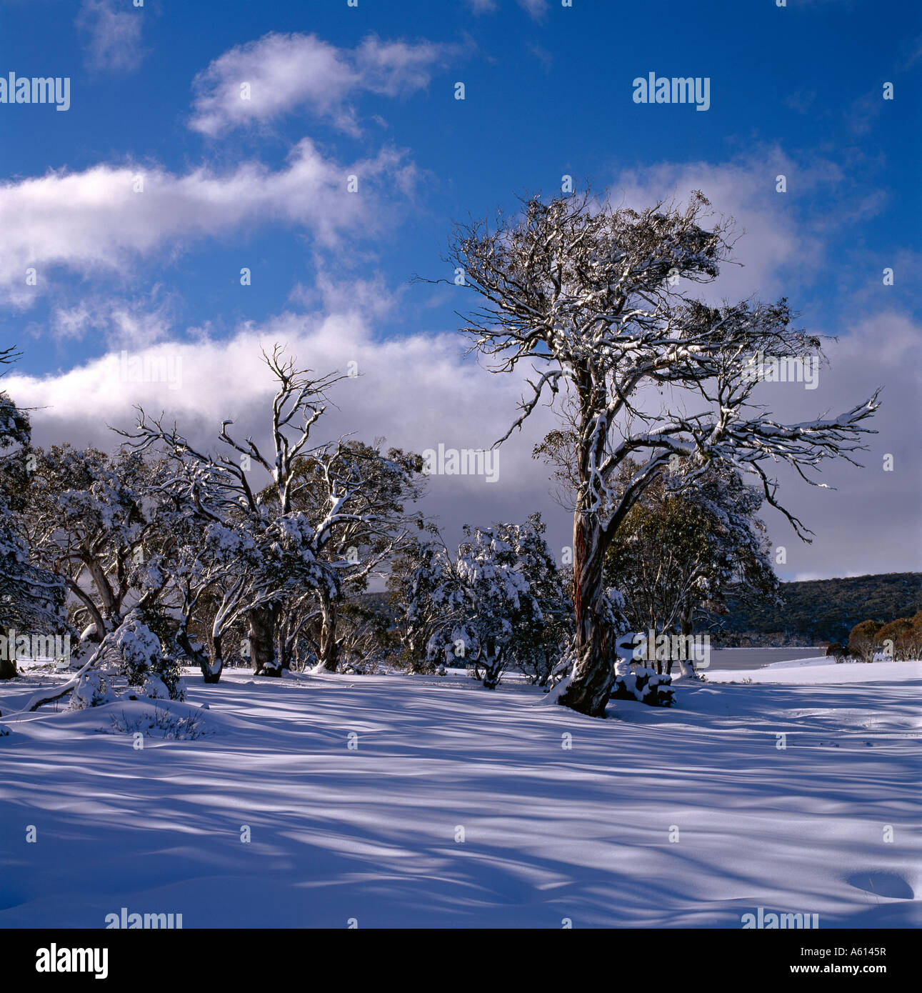 Gomme da neve nei pressi del Monte Selwyn nelle montagne innevate Kosciuszko Parco Nazionale del Nuovo Galles del Sud Australia Foto Stock