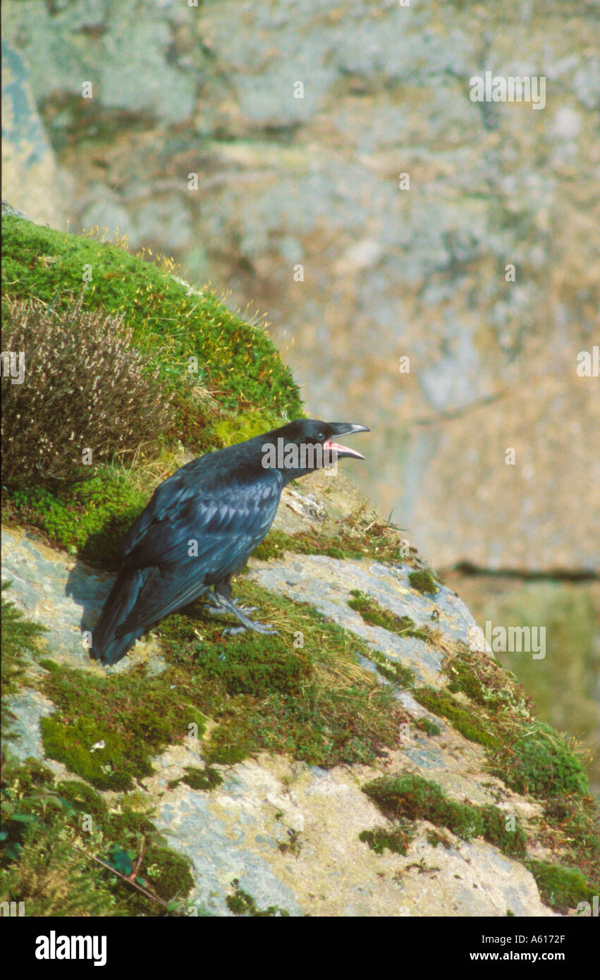 Giovani Raven sulla scogliera chiamando per alimenti Foto Stock
