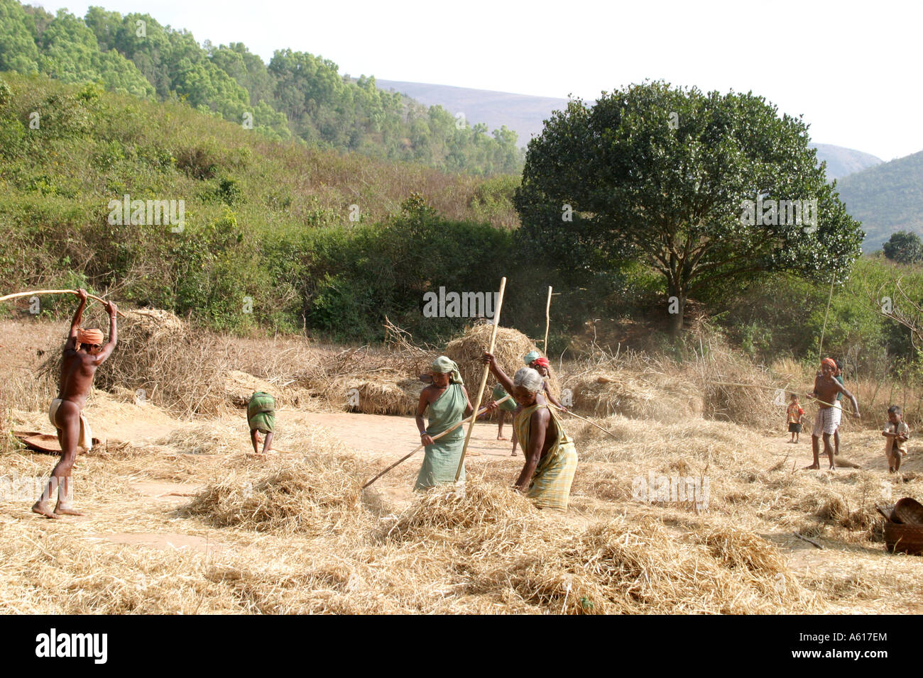 La trebbiatura del grano al tempo del raccolto in Orissa,l'India. Foto Stock