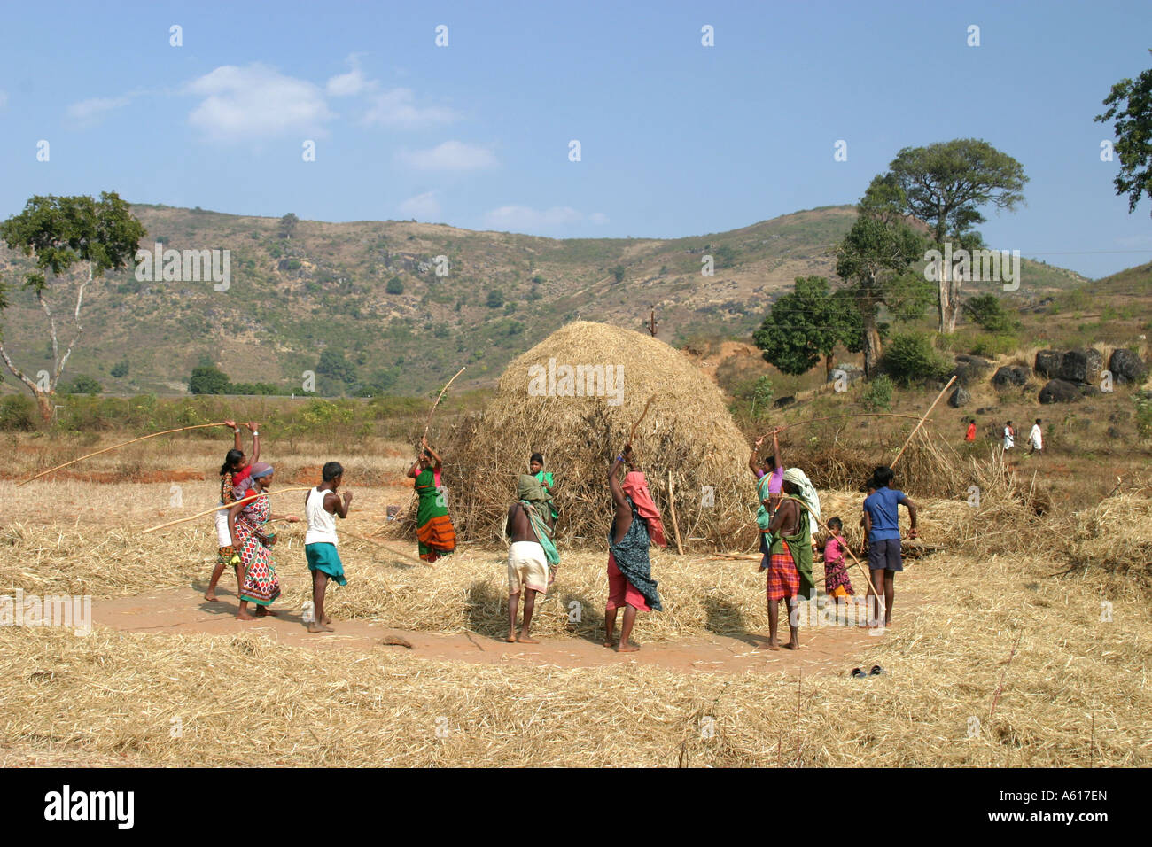 La trebbiatura del grano al tempo del raccolto in Orissa,l'India. Foto Stock