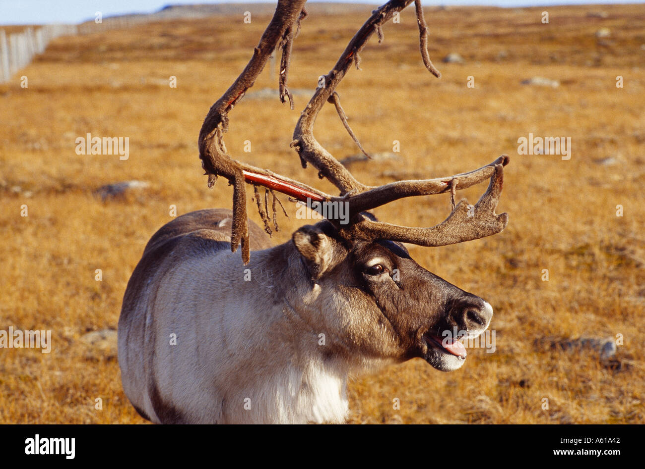 Reindeet Svezia settentrionale SameLand Foto Stock