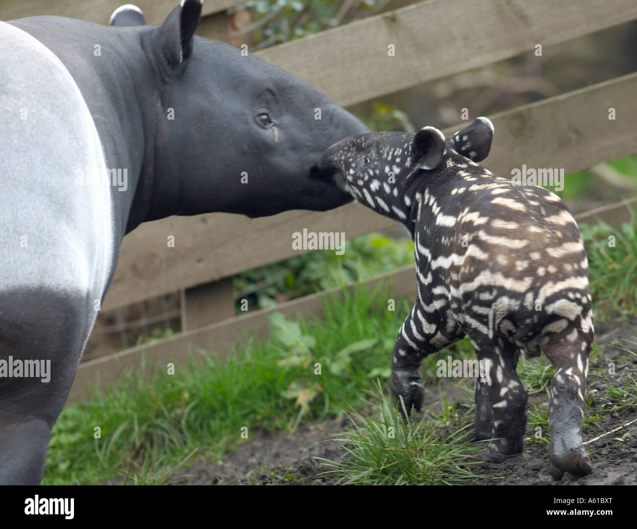 : La malese tapiro (Tapiro indicus) madre e vitello solo poche settimane in un momento di gara Foto Stock