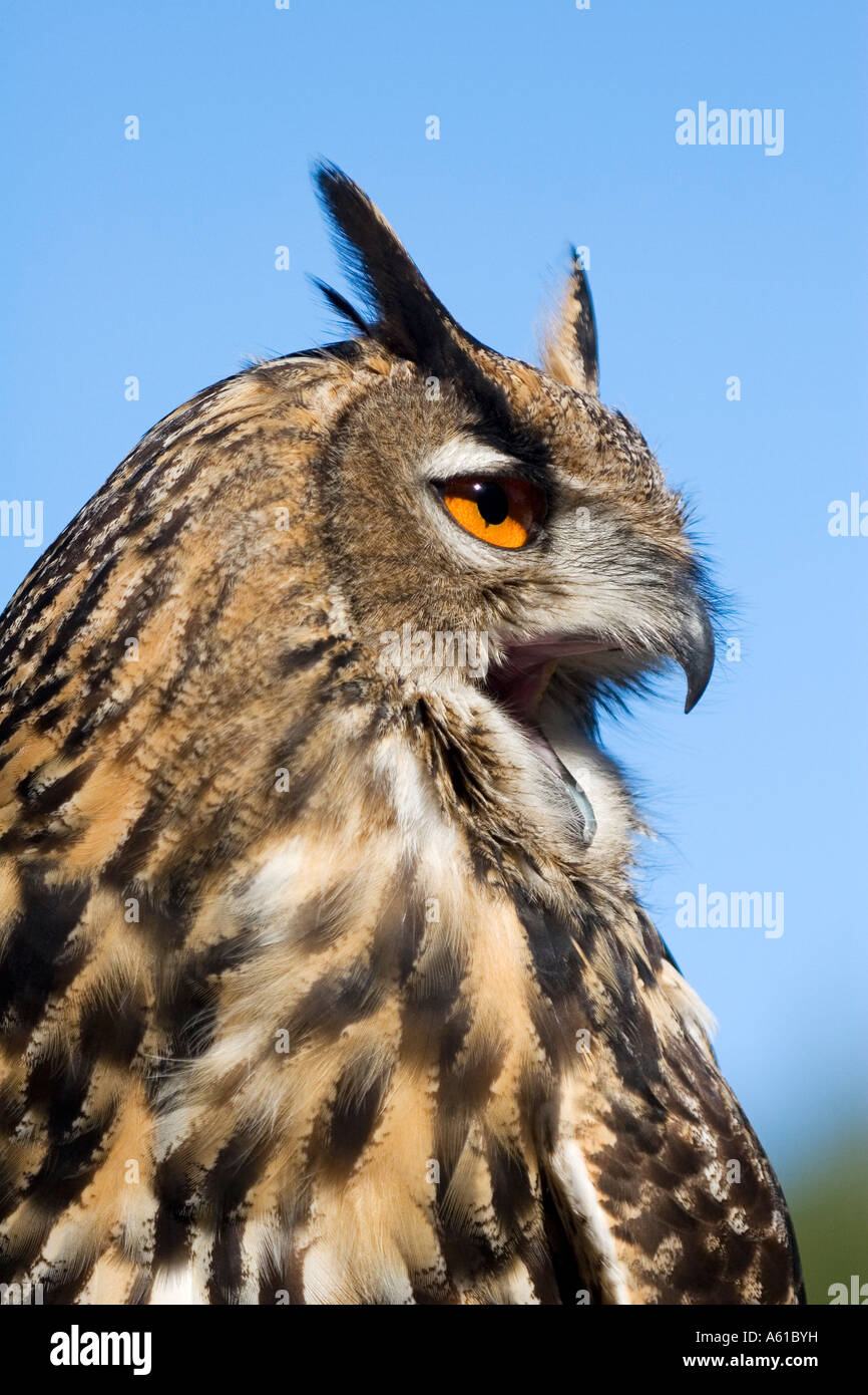 Femmina di gufo reale (Bubo bubo) con open pecker Foto Stock