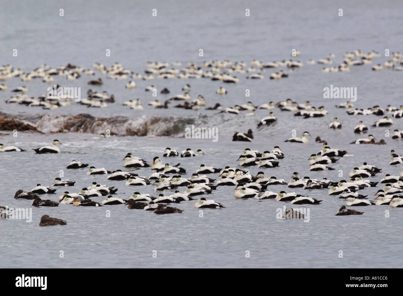 Zattera di Comune e King Eider anatre Thule Groenlandia Foto Stock