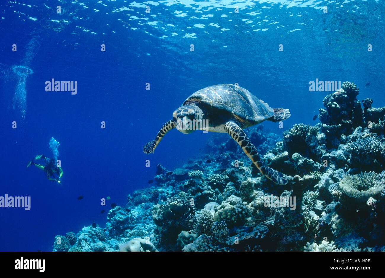 Tartaruga embricata (Eretmochelys imbricata) nuoto subacqueo, Maldive Foto Stock