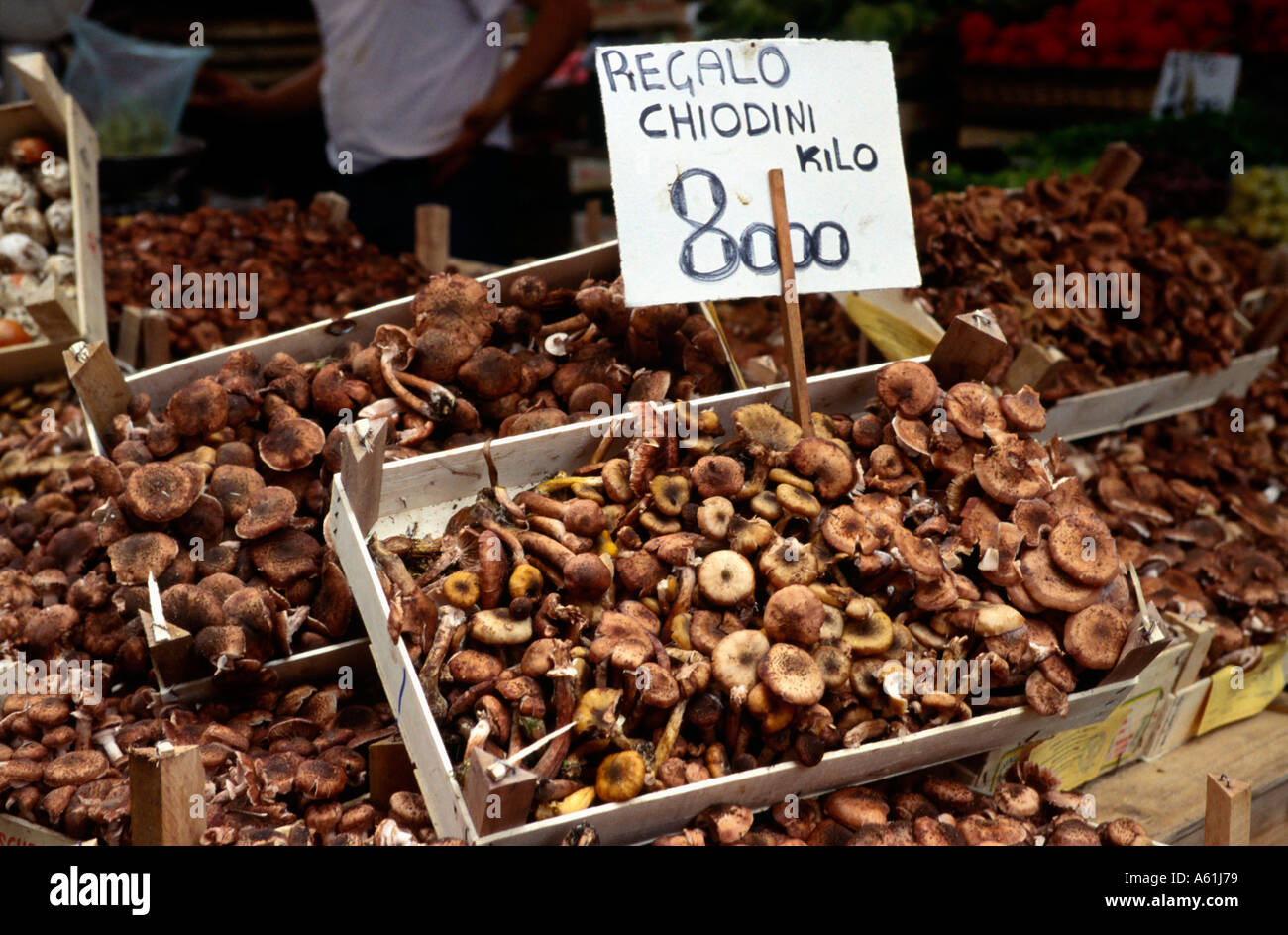 Funghi chiodini sul visualizzatore in corrispondenza di un mercato all'aperto. Venezia, Italia Foto Stock