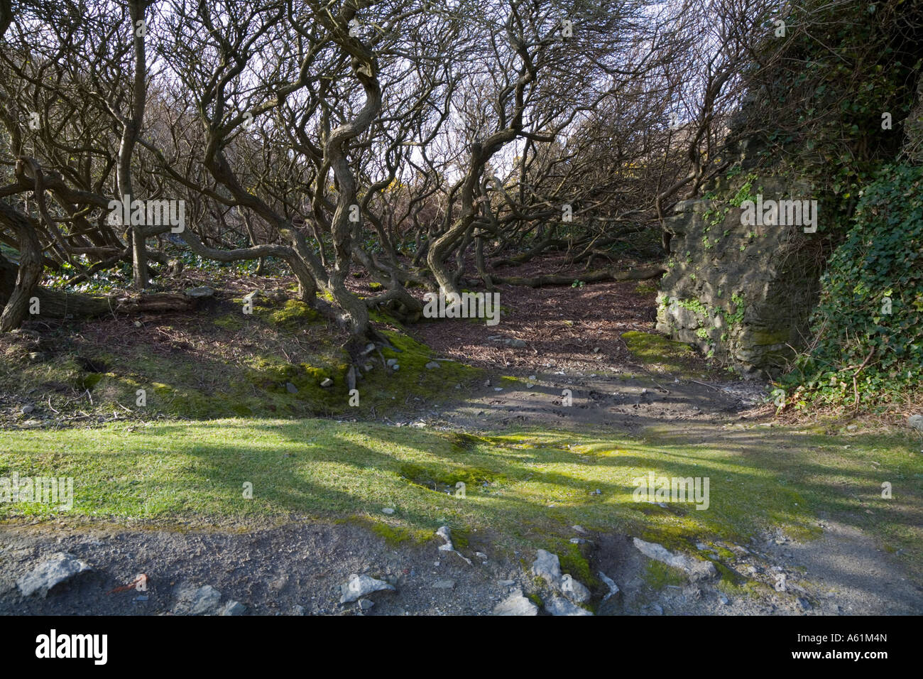 Cornish boschi con alberi intrecciati Foto Stock
