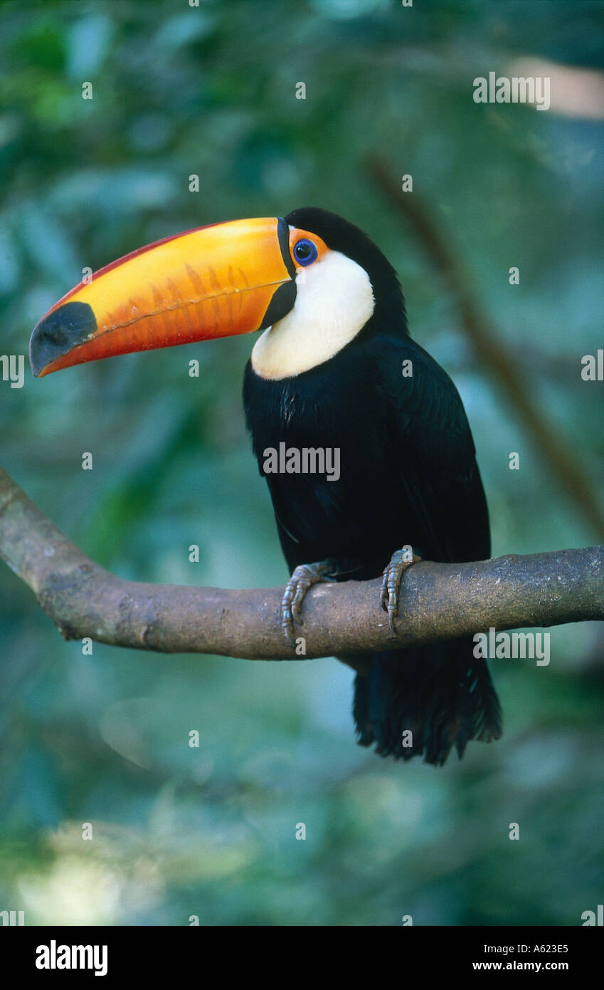 Brasile del Sud America Amazzonia giungla amazzonica Toucan Bird appollaiato su un ramo di un albero Foto Stock