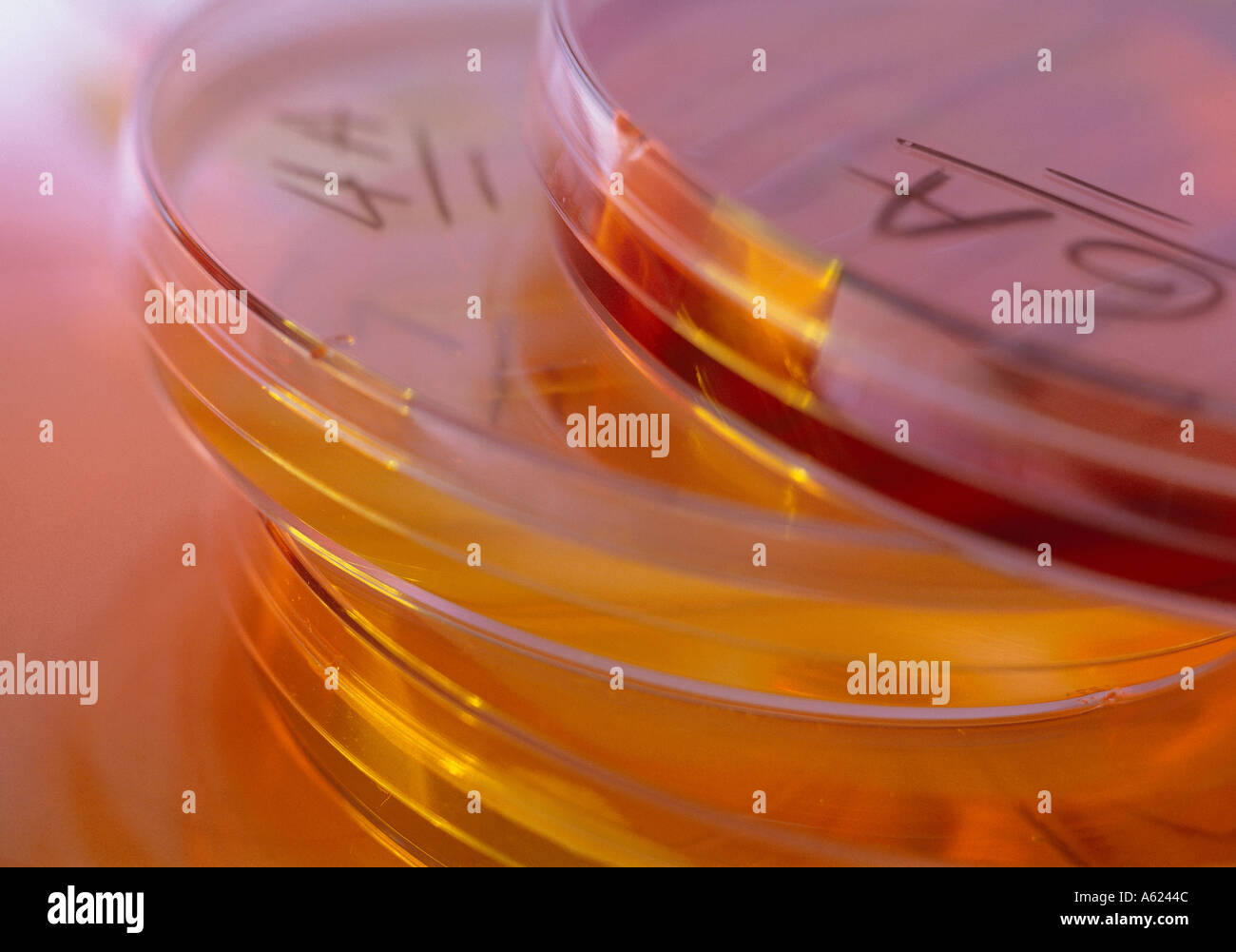 Medicina di Laboratorio per la salute Foto Stock