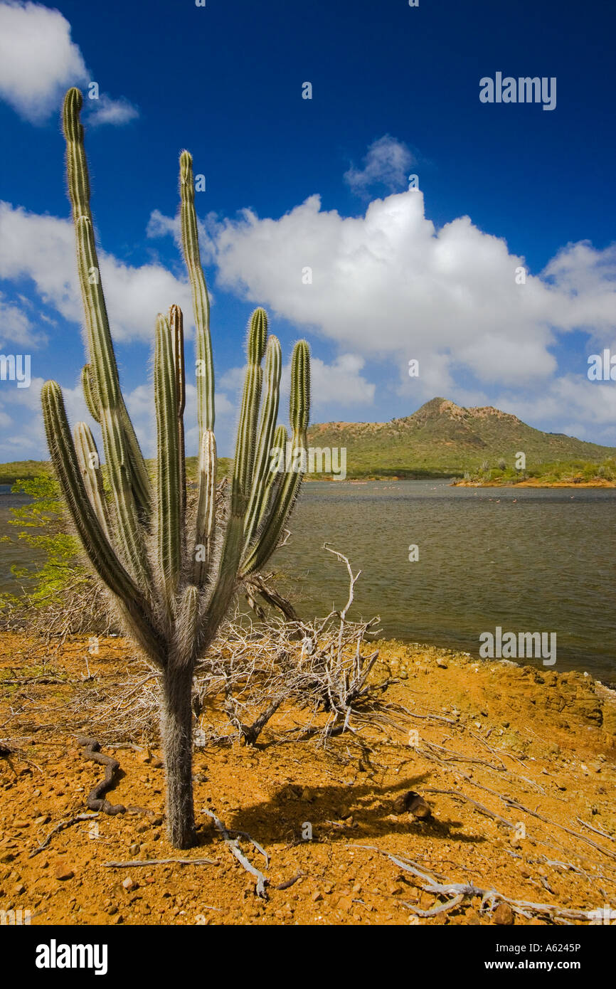 Deserto Foto Stock