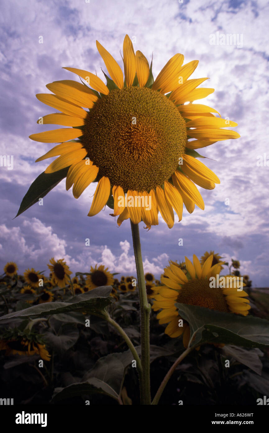 Un Sole fiore in un campo di fiori sun filoni con un cielo blu Foto Stock