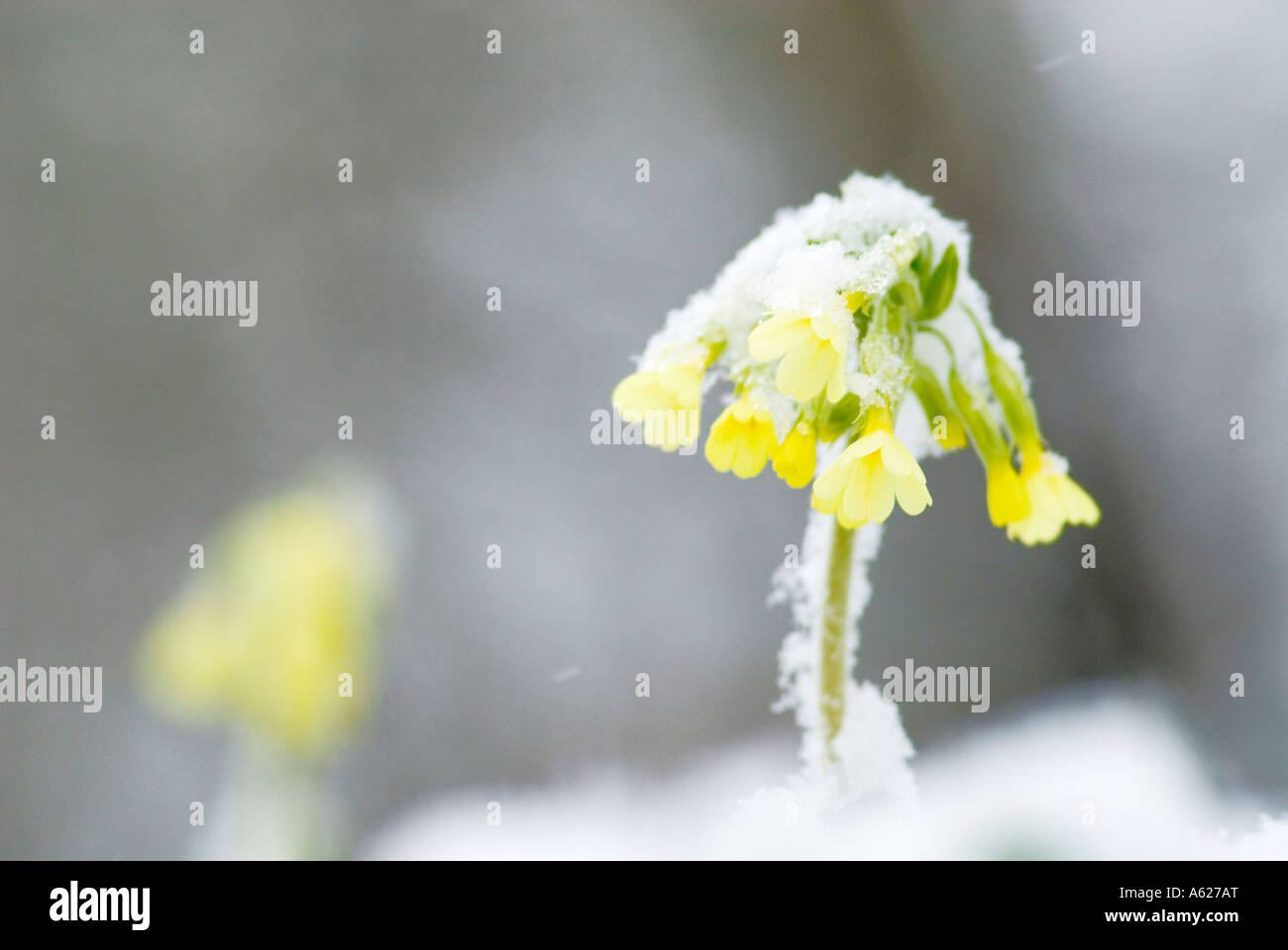 Oxlip Primula Elatior nella neve Foto Stock